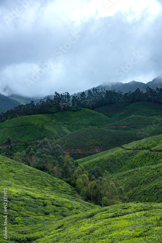 Wallpaper Mural munnar tea estates Torontodigital.ca