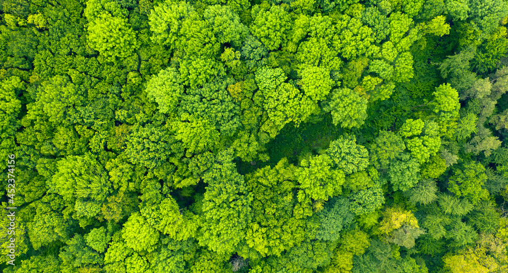 green autumn or spring forest. View from the drone