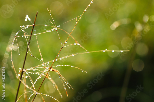 A twig or cobweb is a natural pattern of rain. Field grass with a pattern of raindrops on a green background. Web texture with morning rain bokeh. Partial blurring of the necklace lines with cobwebs.