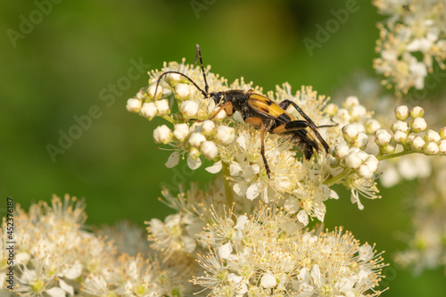 Macro shot of a spotted longhorn (rutpela maculata) beetle feeding on the pollen of meadowsweet (filipendula ulmaria) flowers