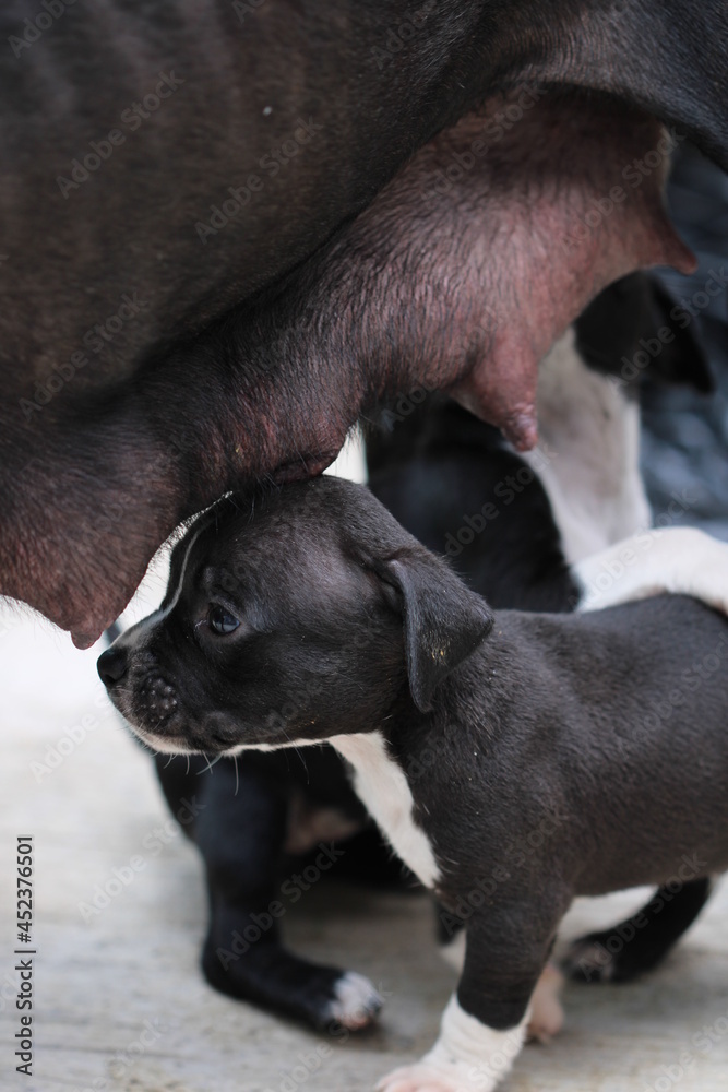 cachorro pitbull negro con blanco debajo de su madre foto de Stock | Adobe  Stock