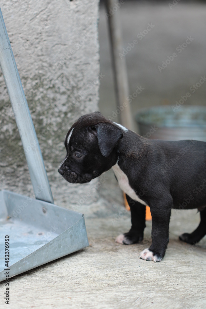 cachorro pitbull negro con blanco de perfil con fondo rustico Stock Photo |  Adobe Stock