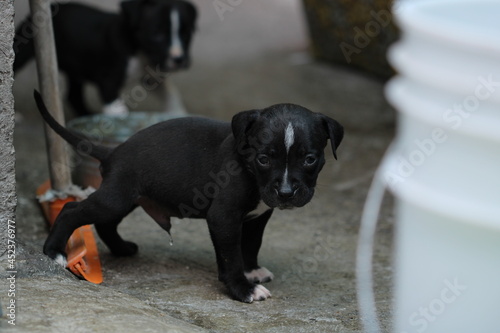 cachorro pitbull negro con blanco orinando y fondo rustico photo