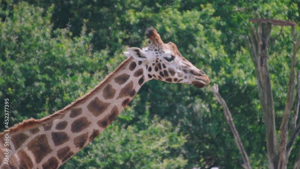 Majestic wild Masai giraffes chewing and eating greenery Majestic wild Masai giraffes chewing and eating greenery