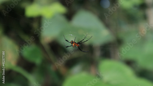 Close up of a red and black color spider on its web