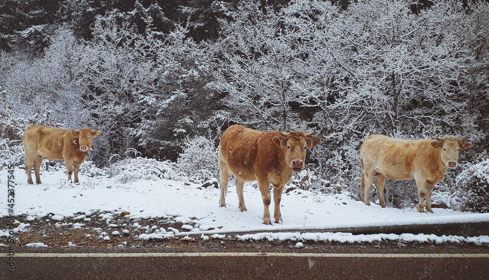 Vacas en la nieve