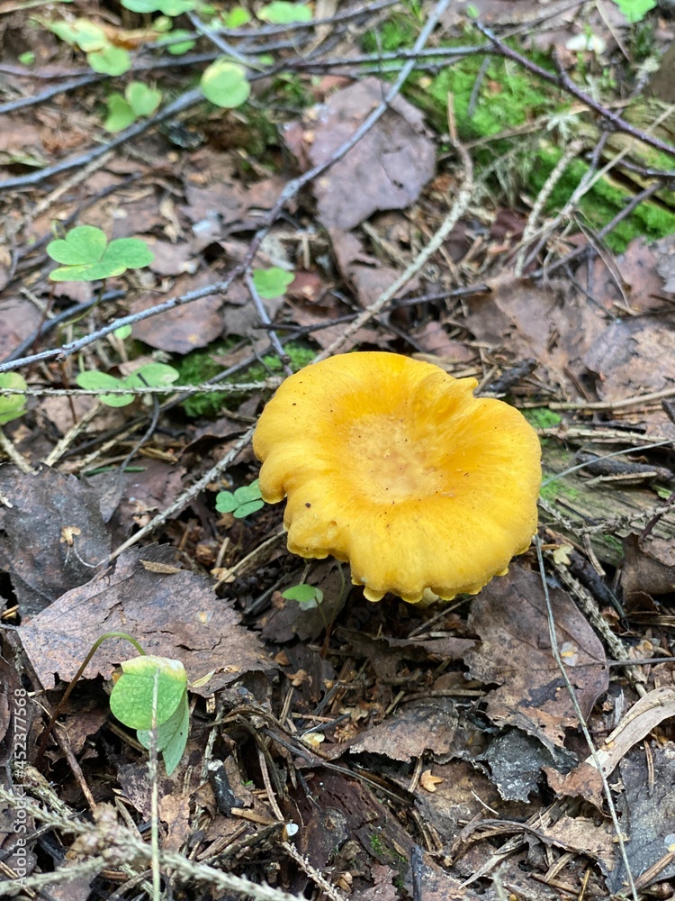 orange cap boletus orange cap boletus