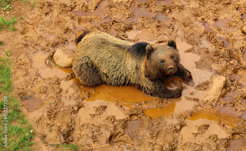 Oso en el barro
