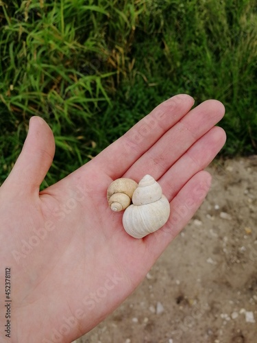 seashell on a palm
