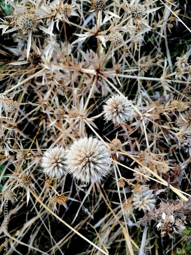 close up of a burdock