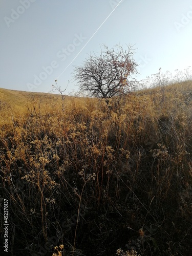 tree in autumn