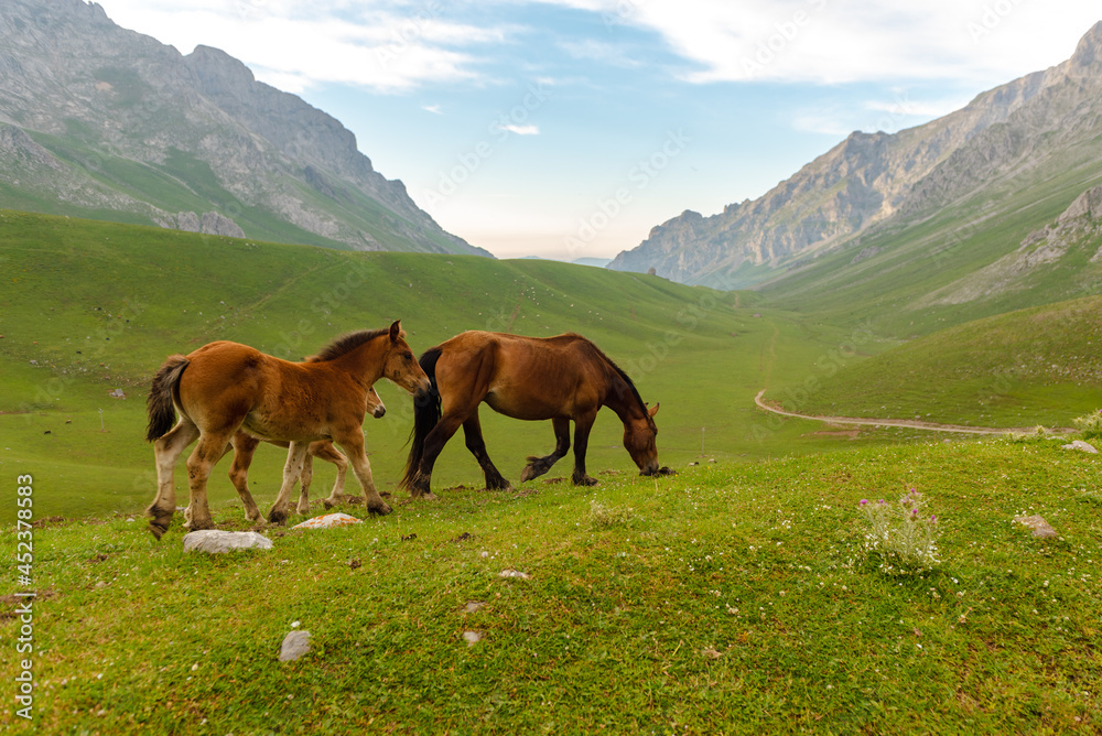 two young horses and one adult free grazing on the mountain. Picos de europa park, spain.