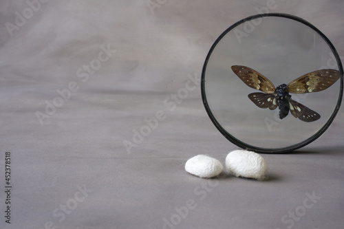cocoons and butterfly behind magnifying glass © neslihan