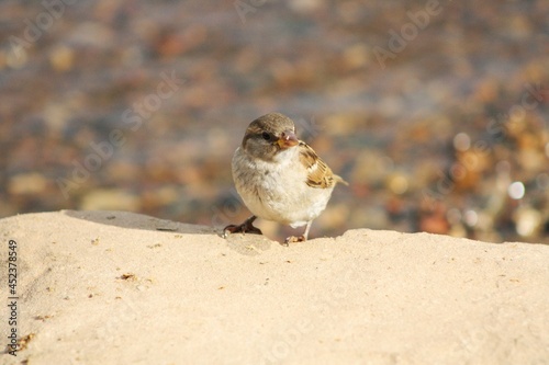 sparrow on the beach