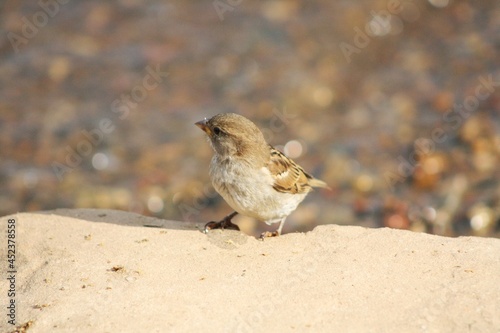 sparrow on the beach © Darina