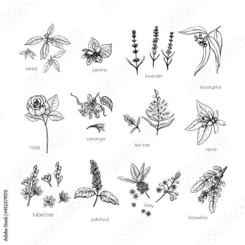 Sketch green aroma on white background. Nature backgroun Isolated romantic flower. Doodle style. Vector set.
