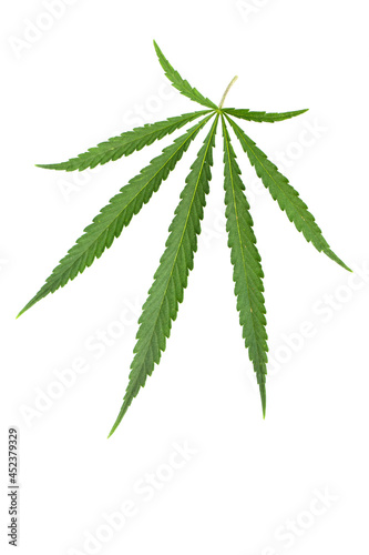 Medical cannabis. High quality marijuana leaf on a white background.