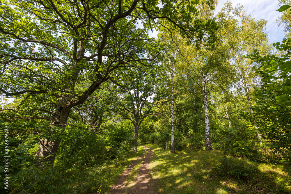 Amazing beauty on road in summer forest on blue sky with white clouds. Beautiful autumn nature backgrounds. Sweden.