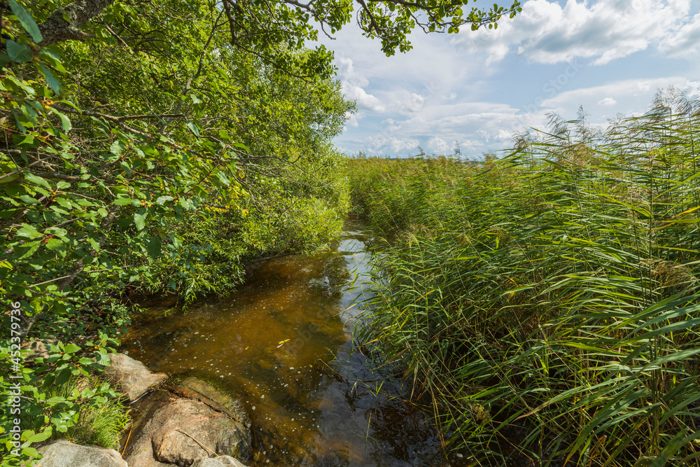 Gorgeous nature landscape on a summer day. Green plants, water surface and blue sky with snow white clouds. Sweden. Gorgeous nature landscape on a summer day. Green plants, water surface and blue sky with snow white clouds. Sweden.