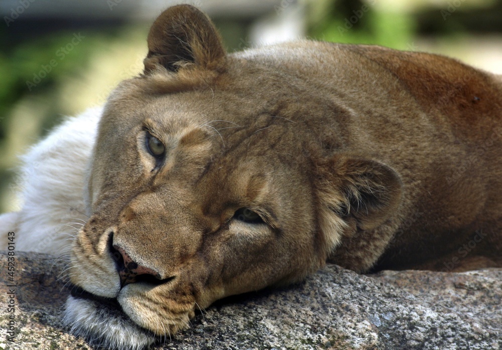 Naklejka premium lioness resting