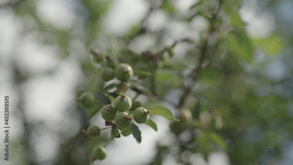 apple tree with small green apples on a branch apple tree with small green apples on a branch