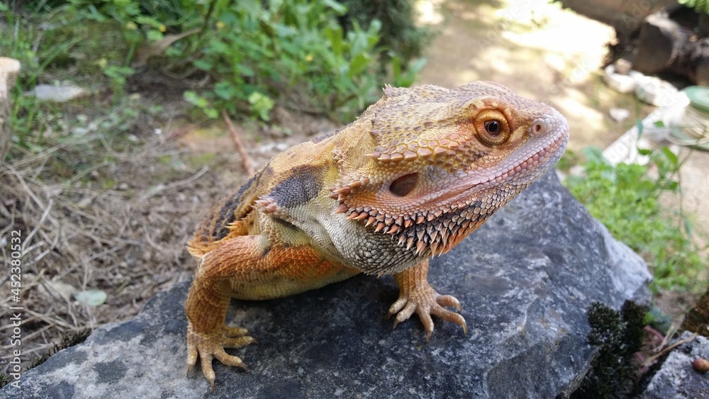 lizard, bearded dragon, dragon, bearded agama, lizard on a rock lizard, bearded dragon, dragon, bearded agama, lizard on a rock