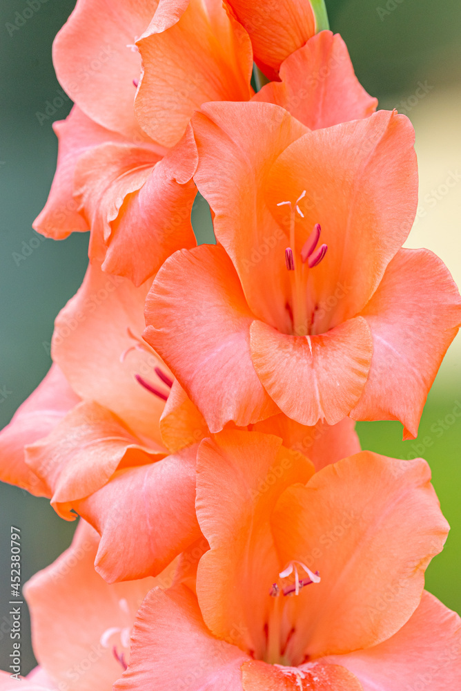 Closeup of peach colored gladiolus flowers blooming in summer in garden Closeup of peach colored gladiolus flowers blooming in summer in garden