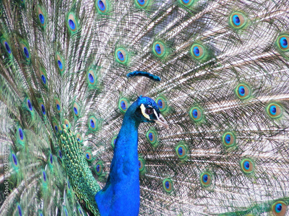 Obraz premium peacock with feathers out