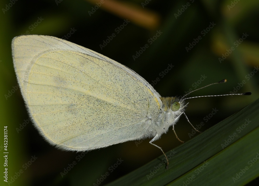 Obraz premium Pieris rapae butterfly.