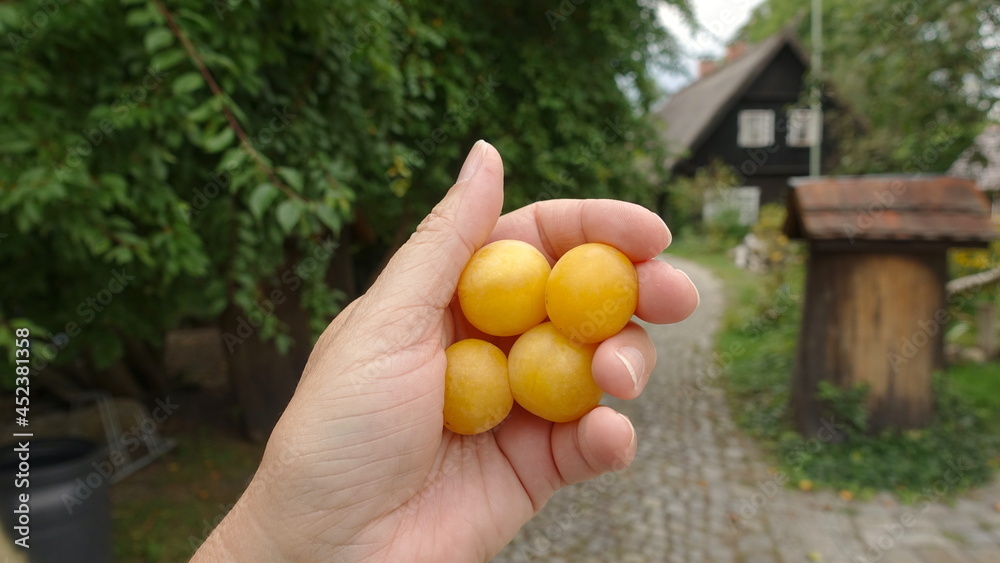 A hand holds ripe yellow Mirabelle Plums picked fresh from the tree A hand holds ripe yellow Mirabelle Plums picked fresh from the tree
