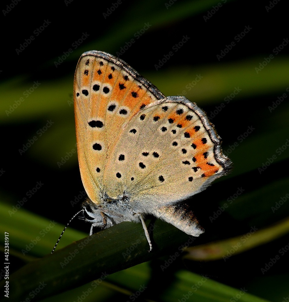 Obraz premium Lycaena thersamon butterfly posing.