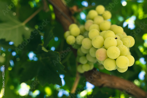 Ripe juicy green grapes in ...
