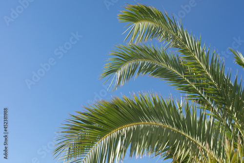 Tropical palm leaves  blurred background