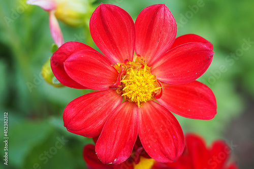 Macro photography. Macrophography of a beautiful red flower isolated.