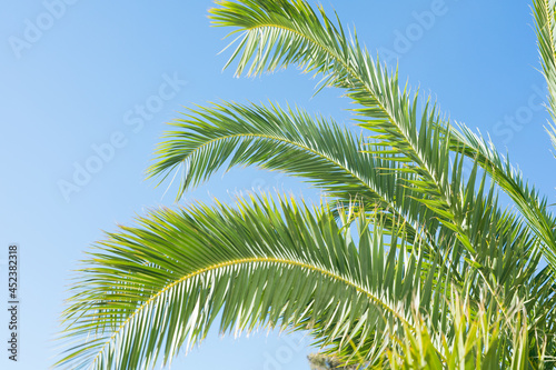 Borassus flabellifer,Sugar palm in garden