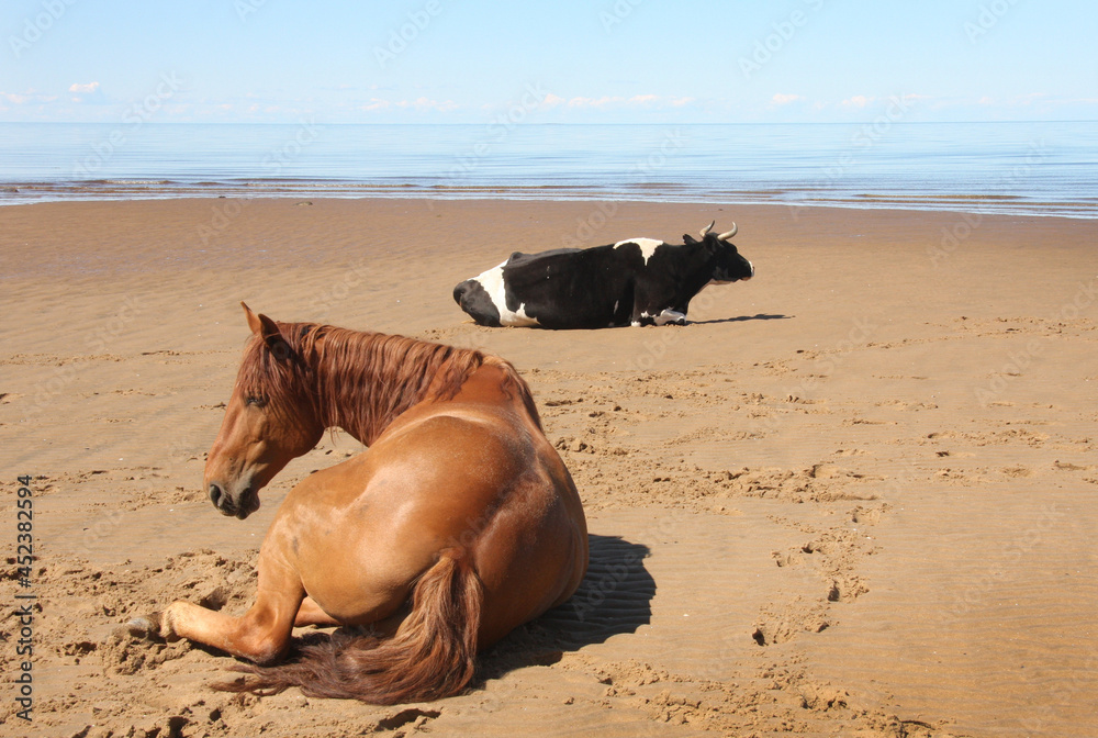 A horse and cows lie on the sandy shore of the White Sea, basking in the sun. A horse and cows lie on the sandy shore of the White Sea, basking in the sun.