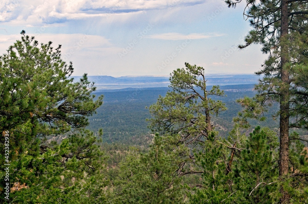 A plateau in the distance is framed by pine trees on an overcast day.
