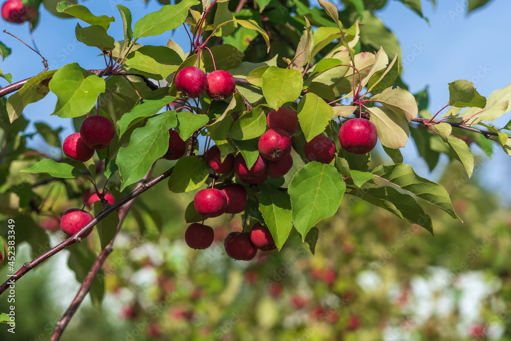 Bright red apples on a decorative apple tree in the park, selective focus. Bright red apples on a decorative apple tree in the park, selective focus.