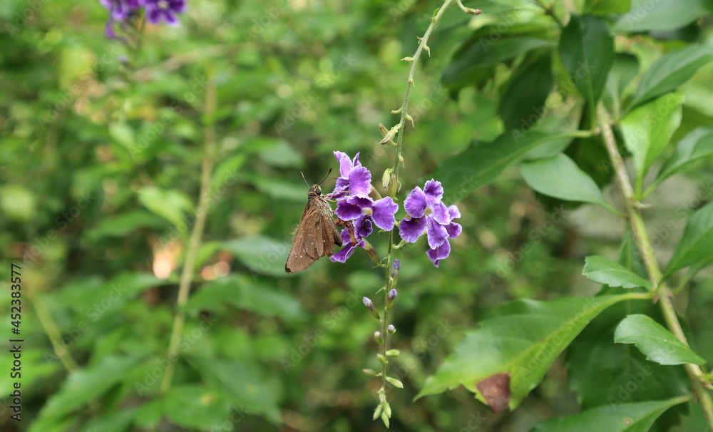 A small branded swift butterfly collecting nectar from tiny violet flower bunch