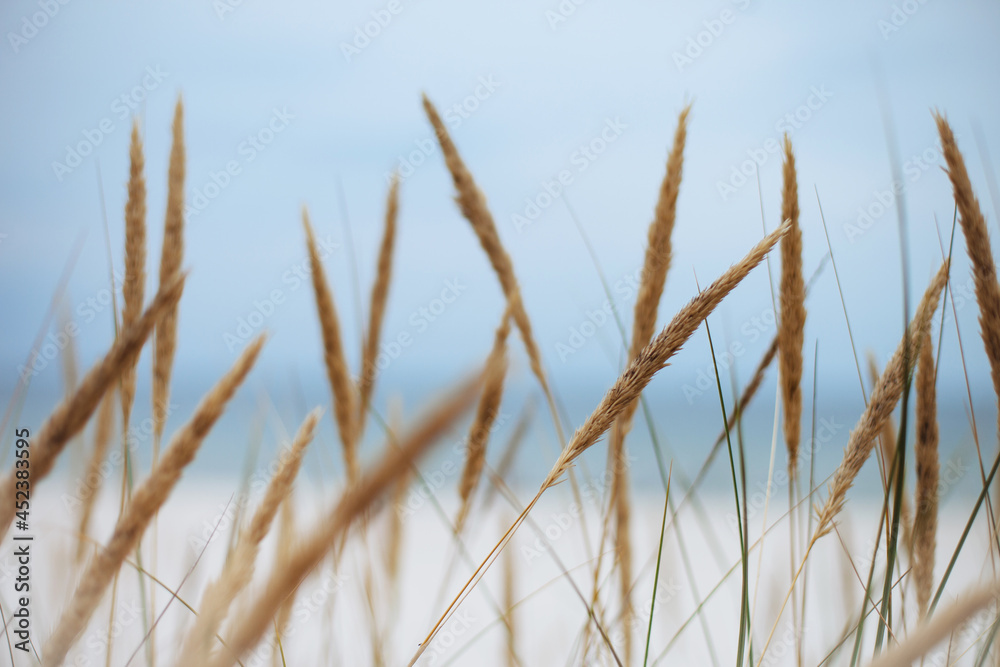 Close up photo of american beachgrass Close up photo of american beachgrass