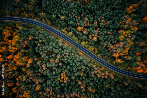 Road in forest © alexugalek
