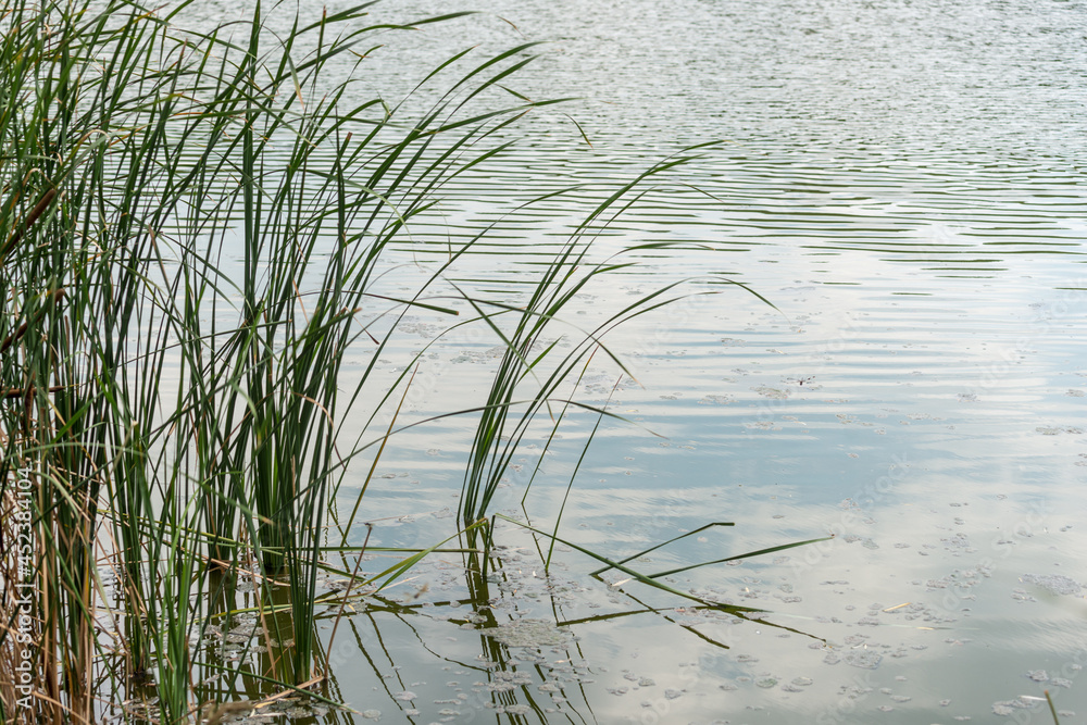 reeds in the water reeds in the water