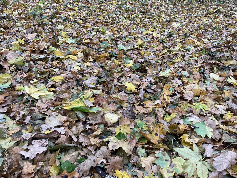 fallen leaves fallen leaves