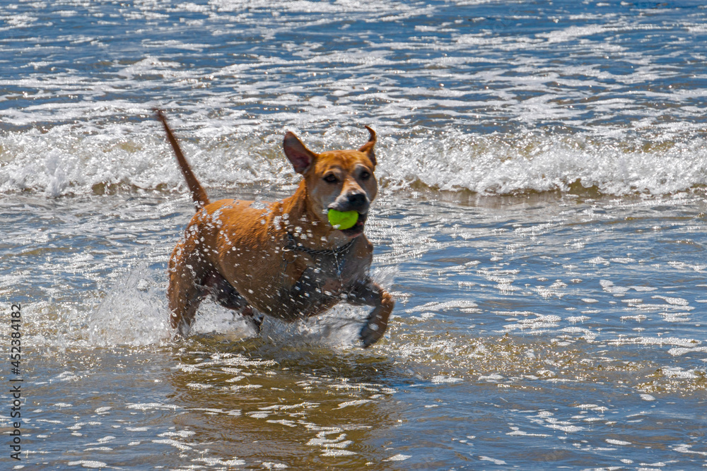 Delightful dog having fun at the beach Delightful dog having fun at the beach