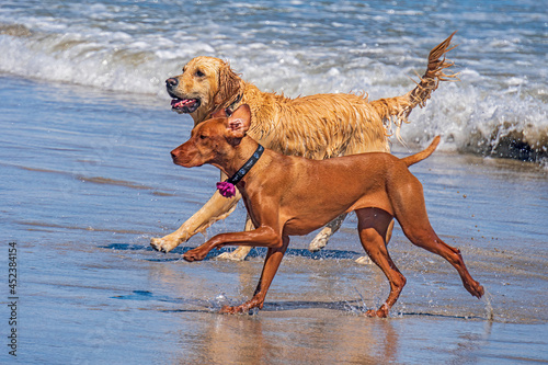 Delightful dog having fun at the beach