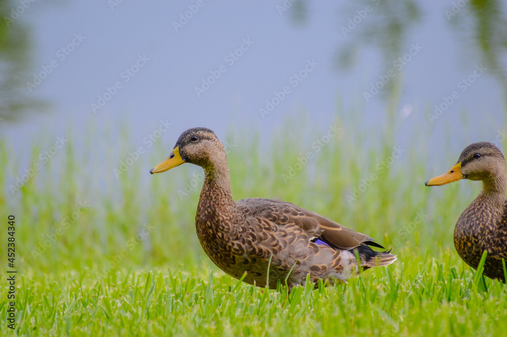 Fototapeta premium ducks in the grass