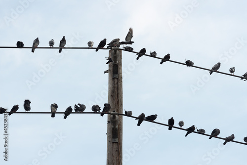 pigeons perched on power lines