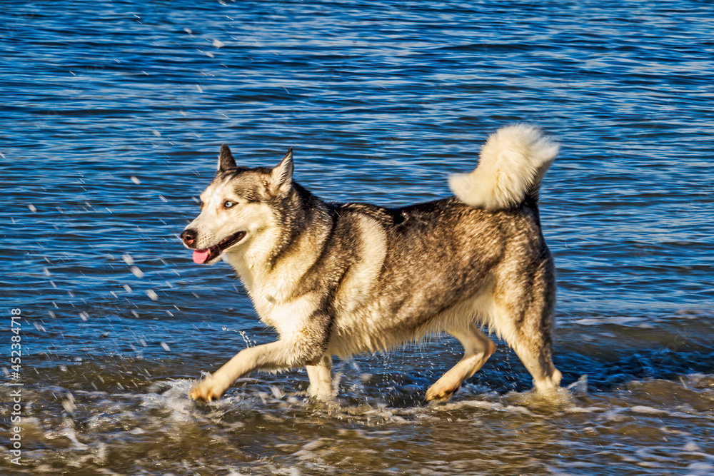 Delightful dog having fun at the beach Delightful dog having fun at the beach