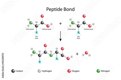 Formation of peptide bond. Protein biosynthesis reaction