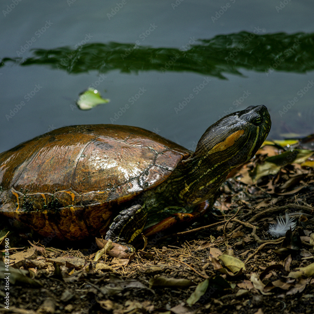 Fototapeta premium Jardín Botánico